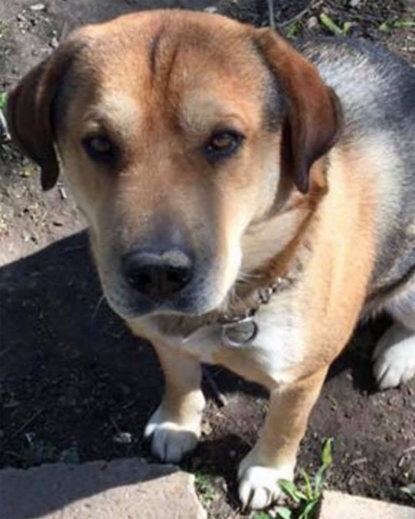 Meet Goliath New Leash On Life Rescue