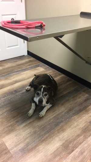 An owner reached out for assistance with finding a diagnosis for her 13yr old member of their family. after testing and a week later it was determined there wasn't anything more that could be done to help Jackson. His mom knew it was time to say goodbye, he was tired and weak. Cremation and ash return was provided for this family, Jackson's memory will live in their hearts forever.