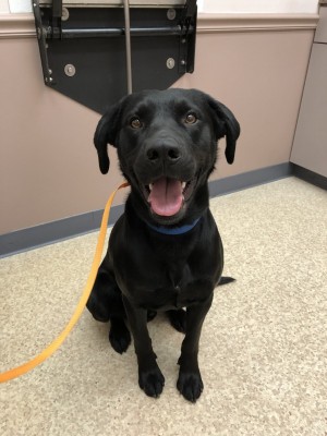 Received all necessary vaccines and a microchip to help him get back home if he is ever lost.