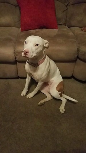 Found as a stray and it was obvious that she had just recently weaned a litter of puppies. This young lady was spayed, fully vetted and microchipped. She was adopted to a family that has a house full of love for her.