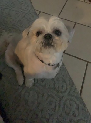 a City of Troy favorite. This little boy needed help with a solution for getting rid of fleas. A trip to the vet is all he needed. Started on a flea/tick preventative and while he was at the vet sine he wasn't current on vaccines and heart worm test that was provided for him as well.