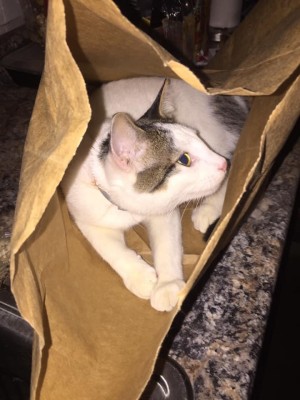 To ensure his safety and to keep him healthy he received neuter and microchip.